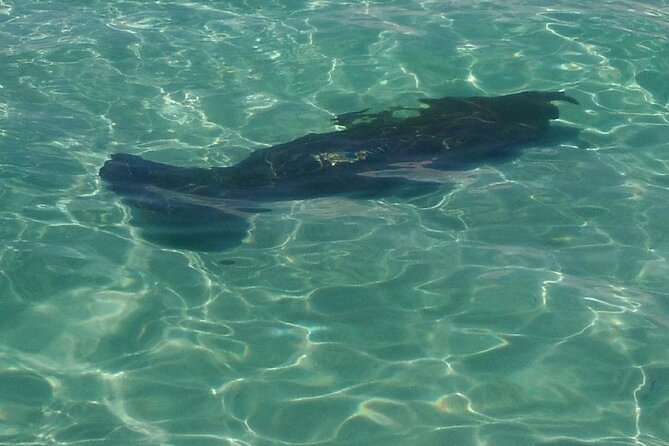 2 Hours Swim with the Dolphins in Panama City - Searching the Gulf for dolphins