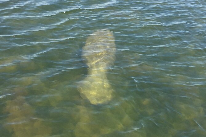2 Hr Dolphin Melbourne, Merritt Island ,Cocoa Beach.1030 am - Birds, manatees, and the wider estuary