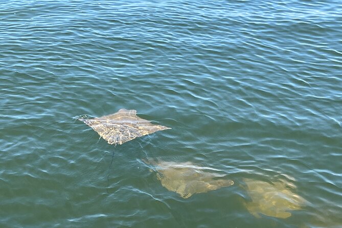 2 HR Dolphin Tour for 7 people - Dolphins, manatees, and the value of a good captain