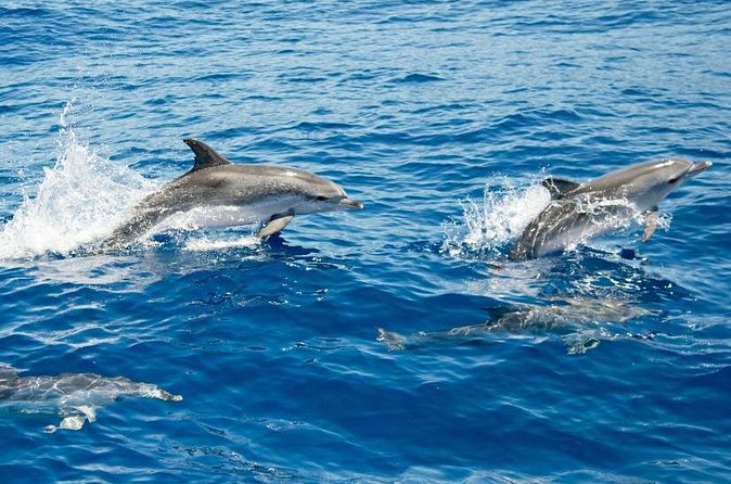 2 HR Dolphin Tour in North Myrtle Beach - Choosing between the upper and lower decks