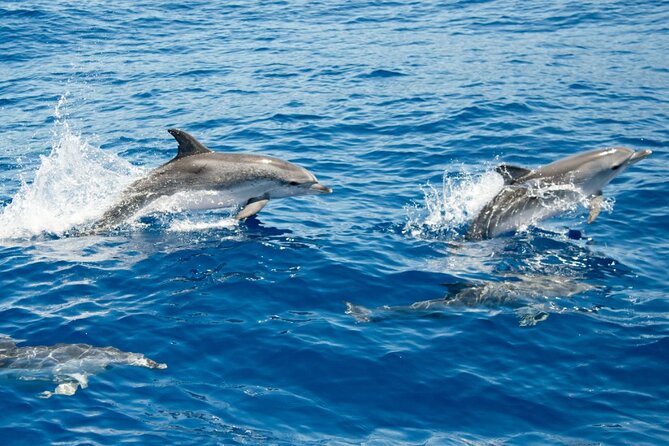 2 HR Dolphin Tour in North Myrtle Beach - What the crew adds to the experience