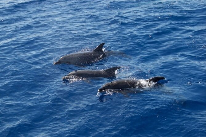 2 HR Dolphin Tour in North Myrtle Beach - Is $37 a good value?