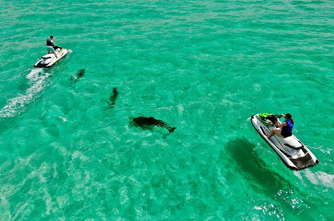 2 Passenger Jet Ski Dolphin Tour from Gilligan’s Watersports - What the $180 price really covers