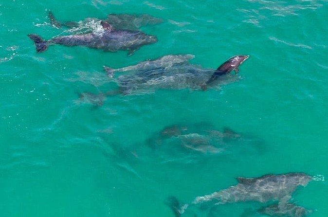 2 Passenger Jet Ski Dolphin Tour from Gilligan’s Watersports - When to schedule your Destin ride