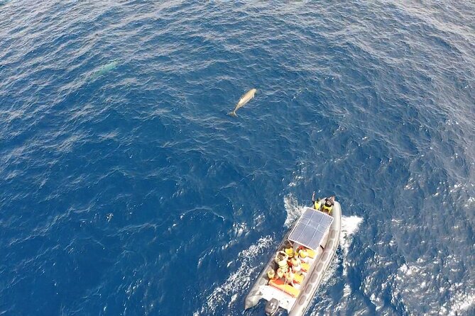 2h Dolphin and Whale Viewing + Snorkeling Tour - The 30-minute snorkeling stop