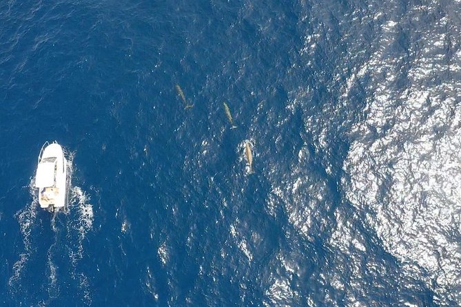 2h Dolphin and Whale Viewing + Snorkeling Tour - Mauricio, music, and the human side of the trip