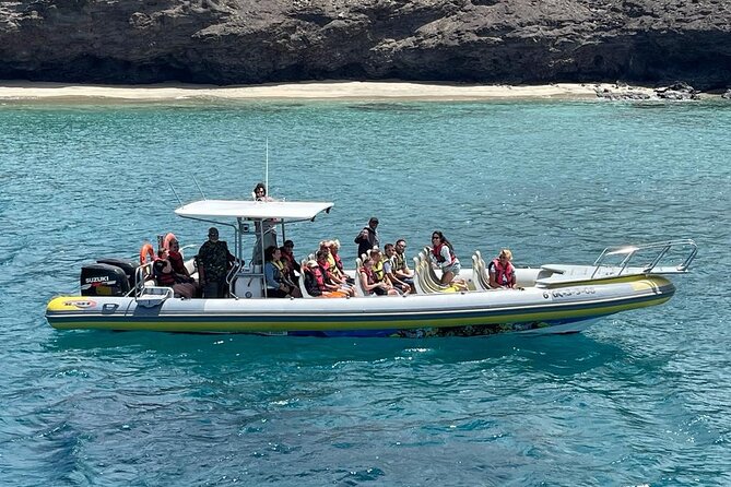 2h Dolphin and Whale Viewing + Snorkeling Tour - What happens when no dolphins appear