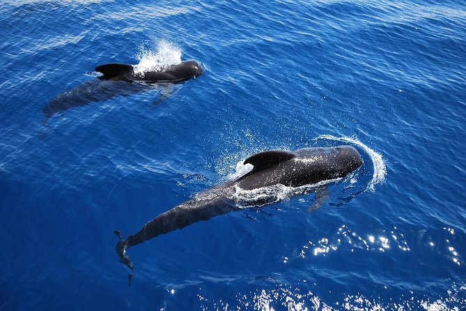 2h Viking Cruise Whales & Dolphins Watching - Setting out from Los Cristianos Harbour