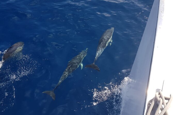 2hrs Dolphins Sunset Sailing Cruise With Drink - The two-hour route and what you actually see