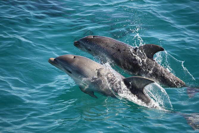 3-Hour Dolphin and Seal Sightseeing Cruise, operated with swim tour passengers - Wildlife watching around Port Phillip Bay