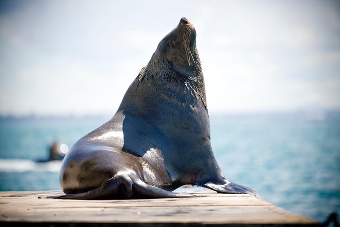 3-Hour Dolphin and Seal Sightseeing Cruise, operated with swim tour passengers - Getting close to Australian fur seals