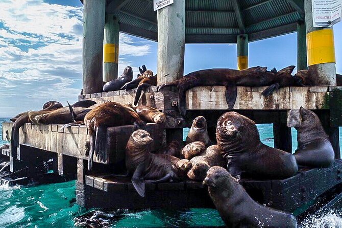 3-Hour Dolphin and Seal Sightseeing Cruise, operated with swim tour passengers - Pope’s Eye Marine Park and its gannets