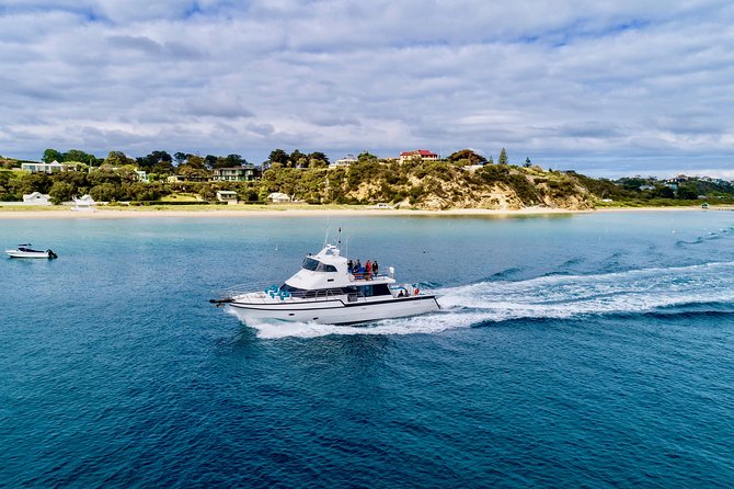 3-Hour Dolphin and Seal Sightseeing Cruise, operated with swim tour passengers - The Rip and Bass Strait meeting point