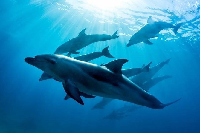 3 hour Dolphin and Seal Swim (NOV-APR) - From Sorrento Pier to the open water