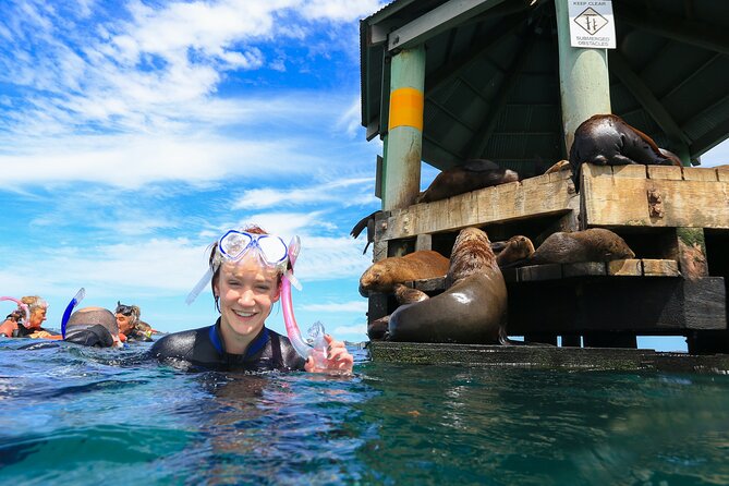 3 hour Dolphin and Seal Swim (NOV-APR) - Why Chinaman’s Hat is the strongest stop