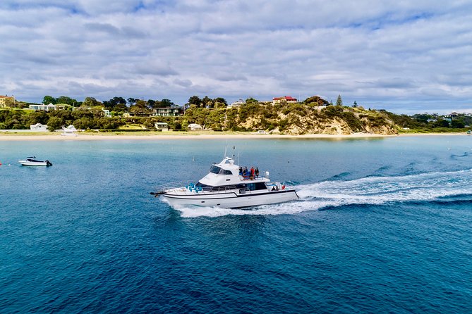 3 hour Dolphin and Seal Swim (NOV-APR) - What the $150.62 price buys you