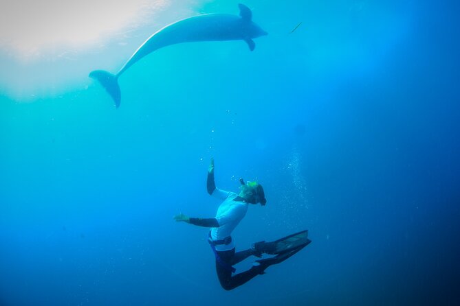 3 hour Dolphin and Seal Swim (NOV-APR) - Group size, comfort, and the real pace of the day