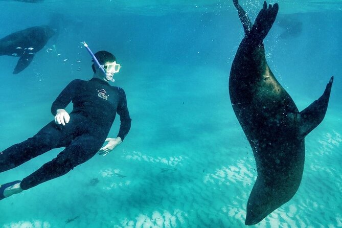 3 hour Dolphin and Seal Swim (NOV-APR) - Who will enjoy this Mornington Peninsula outing