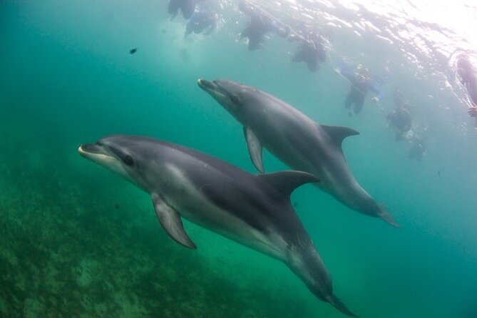 3 hour Dolphin and Seal Swim (NOV-APR) - Should you book the Moonraker dolphin and seal swim?