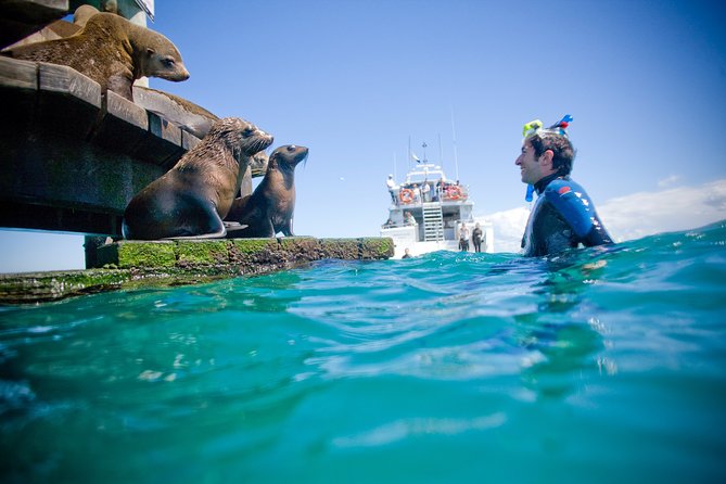 3 hour Dolphin and Seal Swim (NOV-APR) - Searching for dolphins in Port Phillip Bay