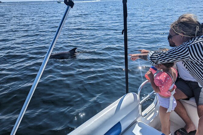 3 Hour Dolphin Private Guided Tour By A Marine Biologist - Key points at a glance