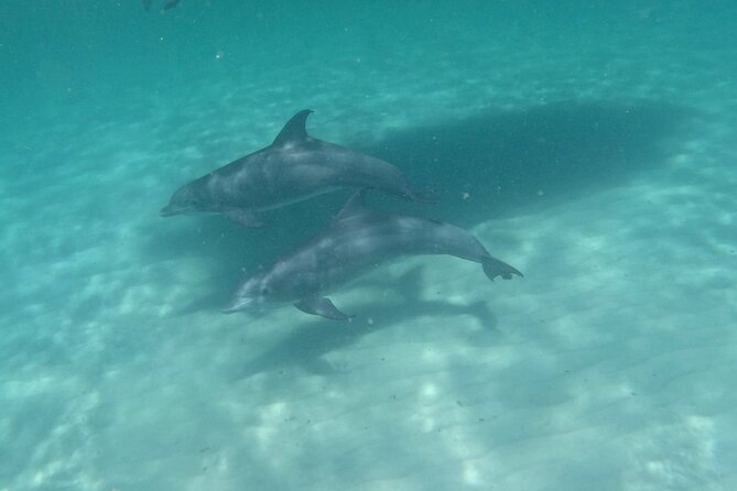 3 Hour Dolphin Tour and Snorkeling in Shell Island - Captains Who Add Local Detail