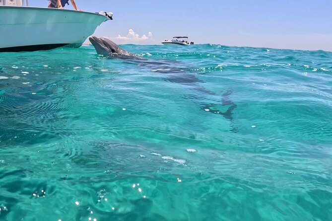 3 Hour Dolphin Tour and Snorkeling in Shell Island - Weather, Cancellations, and Communication