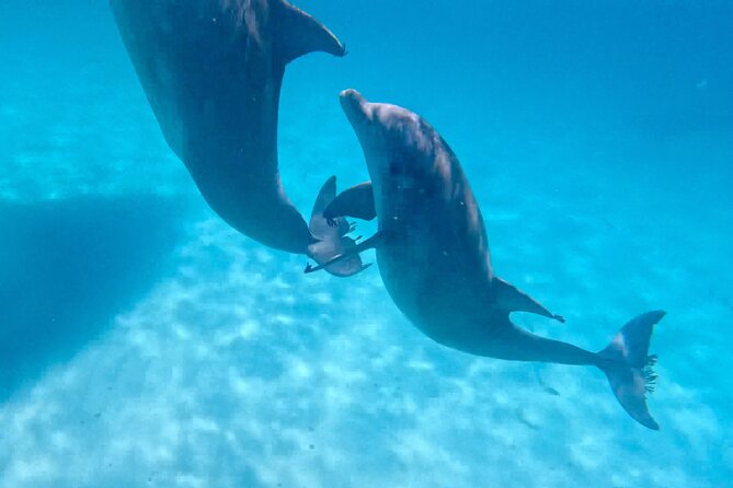 3 Hour Dolphin Tour and Snorkeling in Shell Island - Snorkeling for Sand Dollars and Starfish