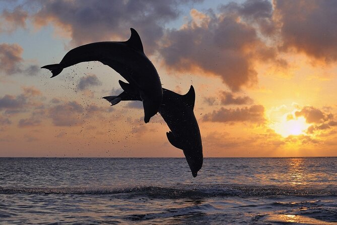 3-Hour Dolphin watching at sunset with aperitif - Key points to know before you book