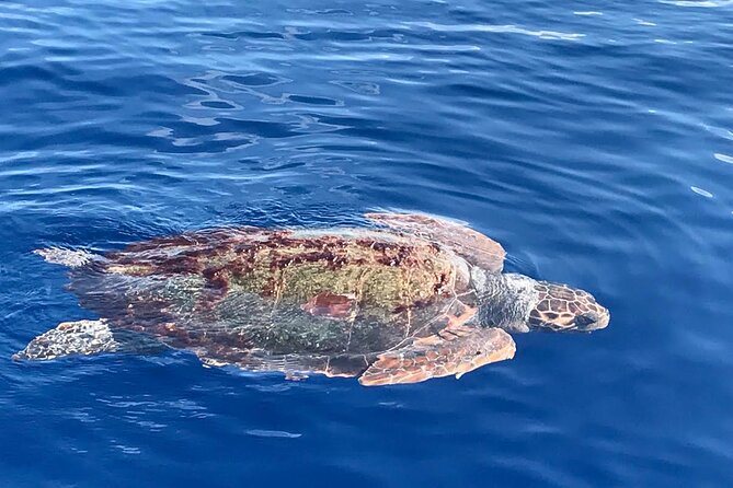 3-Hour Dolphin watching at sunset with aperitif - The family atmosphere on board