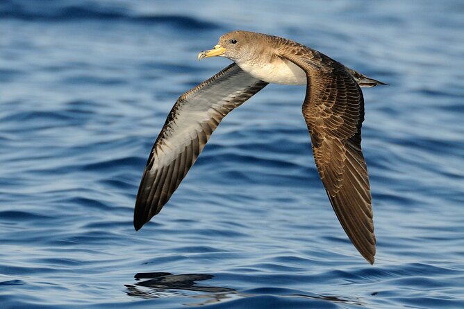 3-Hour Dolphin watching at sunset with aperitif - Is $59.25 a fair price for three hours?