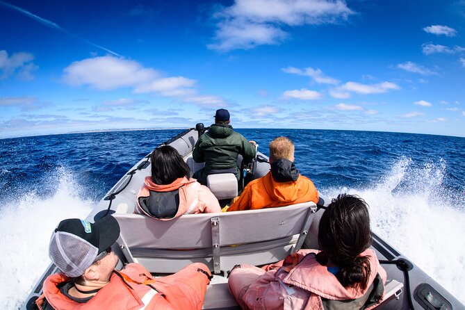3-Hour Guided Whale and Dolphin Watching Experience in San Diego - From Harbor Island to open water