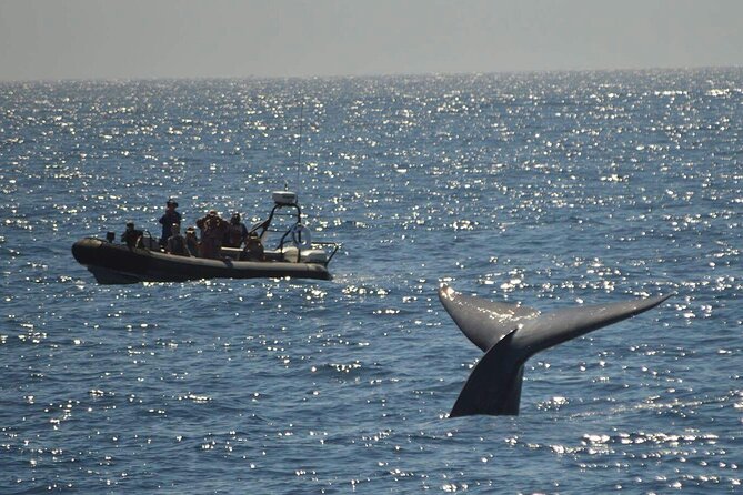 3-Hour Guided Whale and Dolphin Watching Experience in San Diego - What the 2.5 to 3 hours feel like