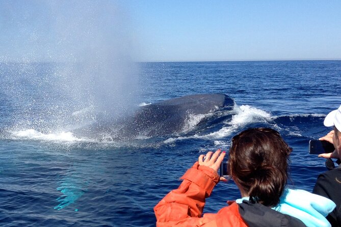3-Hour Guided Whale and Dolphin Watching Experience in San Diego - The captains bring different strengths