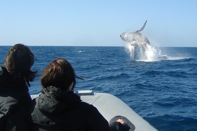 3-Hour Guided Whale and Dolphin Watching Experience in San Diego - Why the $149 price can make sense