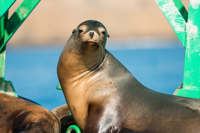 3-Hour Guided Whale and Dolphin Watching Experience in San Diego - Cold-weather planning is not optional