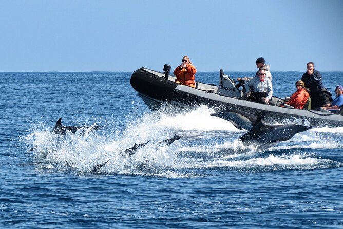 3-Hour Guided Whale and Dolphin Watching Experience in San Diego - Who will enjoy this most