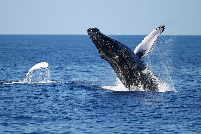 3-Hour Guided Whale and Dolphin Watching Experience in San Diego - Searching for gray whales and other marine life