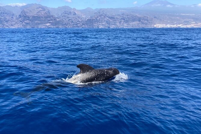 3-Hour Private Tour with Whale and Dolphin Watching - Leaving Los Gigantes aboard Mojo Picón