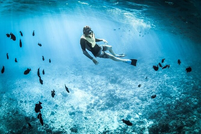 3 Hour Snorkeling and Dolphin Watching Experience in Muscat - Who will enjoy this most