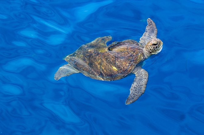 3 Hours All Inclusive Whale and Dolphin Whatching Yacht Trip - Shared sailing or private occasion