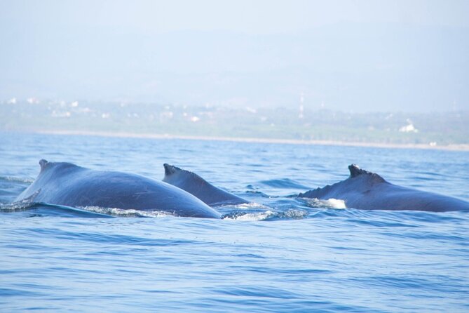 3-Hours Dolphin and Turtle Watching in Puerto Escondido - Setting out from Playa Zicatela at sunrise