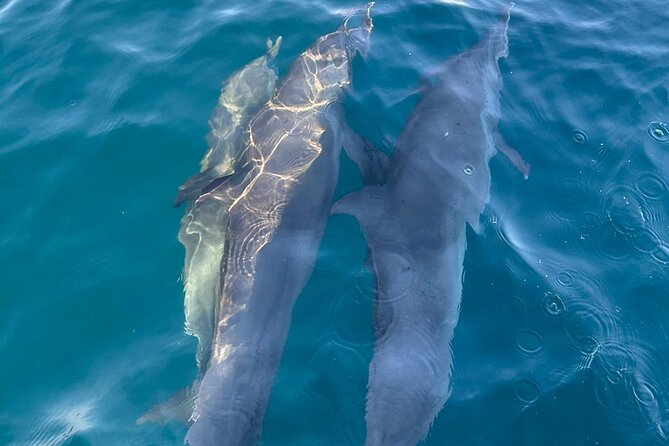 3-Hours Dolphin and Turtle Watching in Puerto Escondido - Three hours searching the Pacific