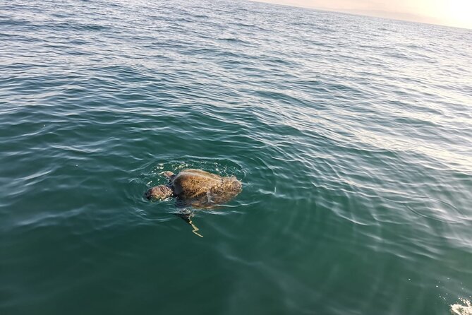 3-Hours Dolphin and Turtle Watching in Puerto Escondido - What you are paying for at $61.28