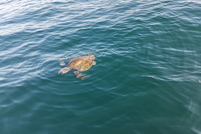 3-Hours Dolphin and Turtle Watching in Puerto Escondido - Weather, cancellations, and practical flexibility