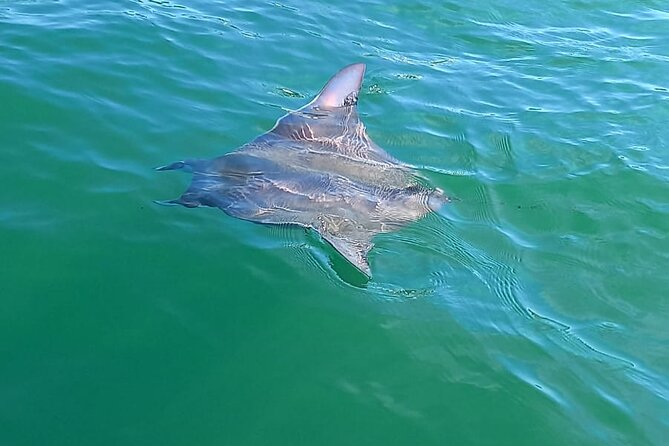 3-Hours Dolphin and Turtle Watching in Puerto Escondido - Should you book the three-hour boat trip?