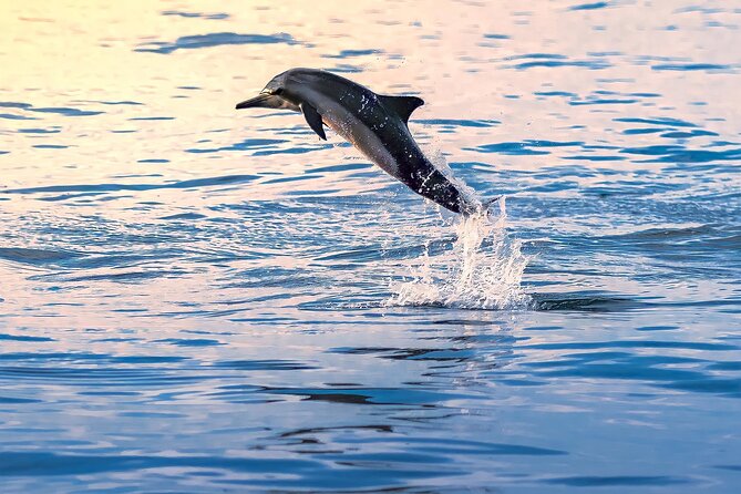 3-Hr Private Snorkeling and Dolphin Watching Tour at Muscat - Who will enjoy this tour most