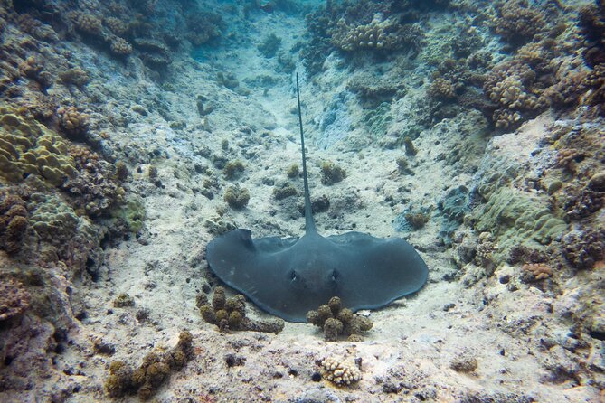 3h dolphin and snorkeling tour in a wild lagoon with Mobydick - Setting off from Paea on Stenella