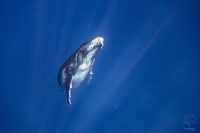 3h dolphin and snorkeling tour in a wild lagoon with Mobydick - Snorkeling above Mara’a’s coral pools