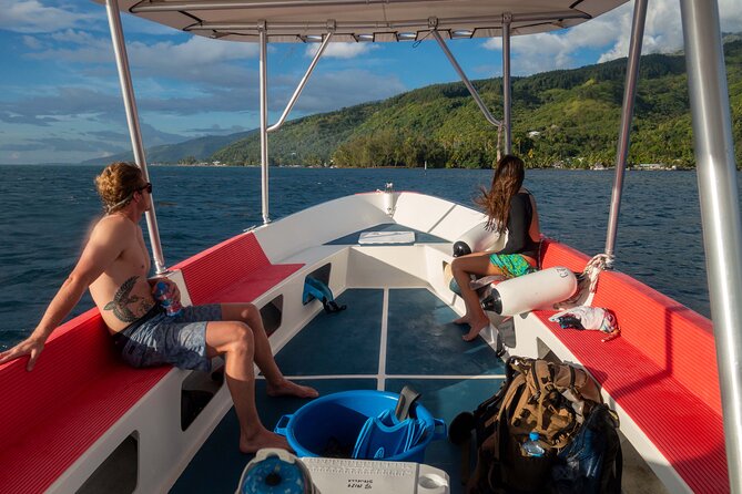 3h dolphin and snorkeling tour in a wild lagoon with Mobydick - What the guides add to the experience